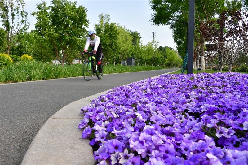 城市副中心步行和自行车环境逐步改善.JPG