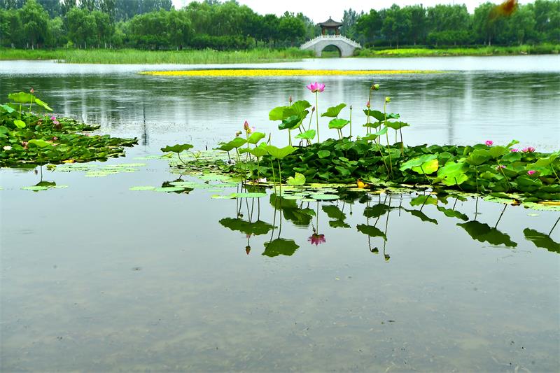 绿心福泽湖 (2).jpg