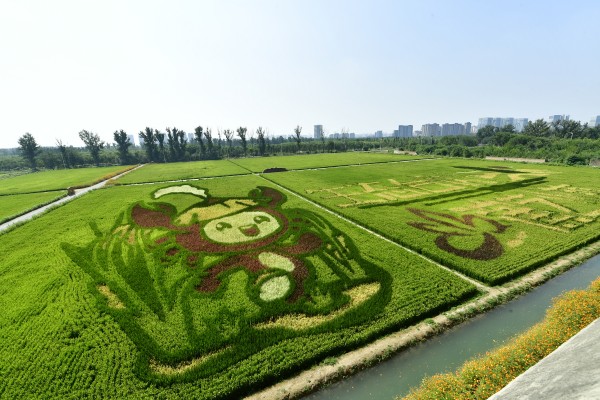台湖稻小蟹农场 (1).JPG