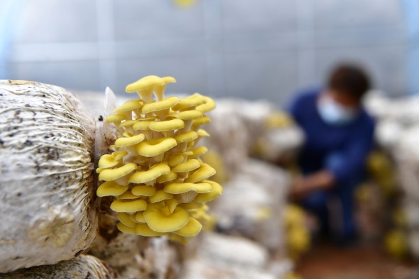 于家务富各庄蘑菇宴 (4).JPG