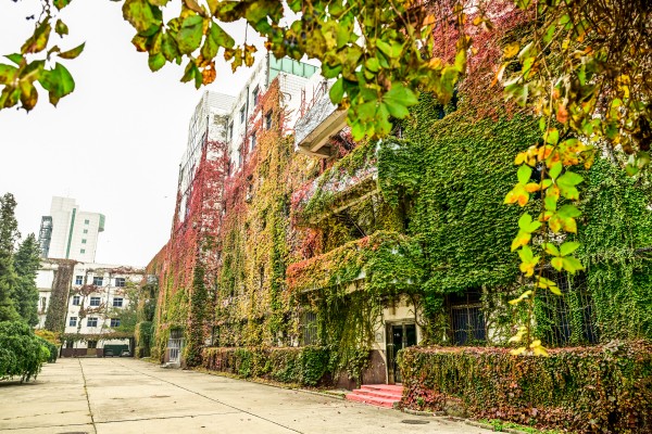 光学仪器厂爬山虎 (1).jpg