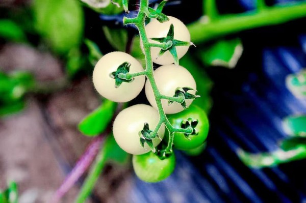 1765812199550462.jpg 3-3.jpg