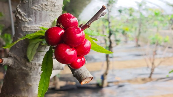 1773071063139186.jpg 4-1.jpg